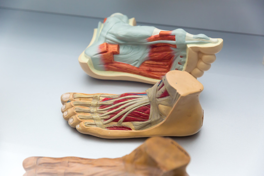 anotomy of foot